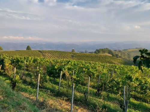 Druivenvelden Piemonte